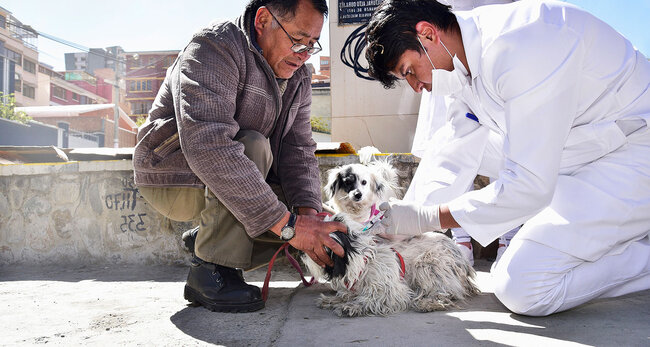 PAHO celebrates reduction in new cases of rabies in the Americas and calls for maintaining efforts to achieve elimination by 2022