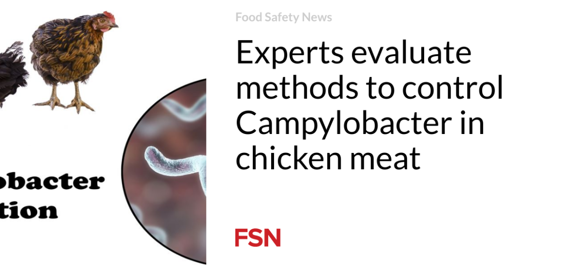 Experts evaluate methods to control Campylobacter in chicken meat