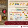 Reprogramming cells for heart repair: New method transforms ordinary fibroblasts into mature cardiomyocytes