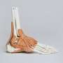 Healthy patients can put weight on ankles less than three weeks after surgical intervention, study finds
