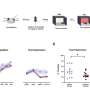 Post-trauma drug blocks fear response in female mice, study shows