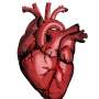 Shingles vaccine lowers the risk of heart disease for up to eight years, study finds
