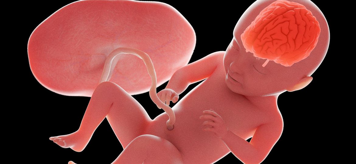 In Utero Treatment for Brain Birth Defect Feasible, Promising