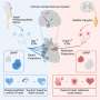 How the heart’s ‘little brain’ helps it function and protects it against stress